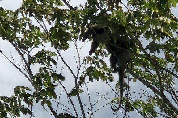 Ob es am sehr feuchten Ufer Ameisenkolonien gibt, ist mir leider nicht bekannt😉