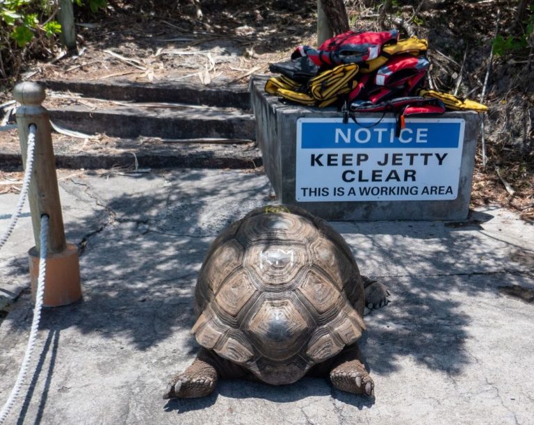 Begrüßung durch Riesenschildkröten Die angesiedelten Schildkröten stammen vom Aldabra-Atoll (Seychellen)