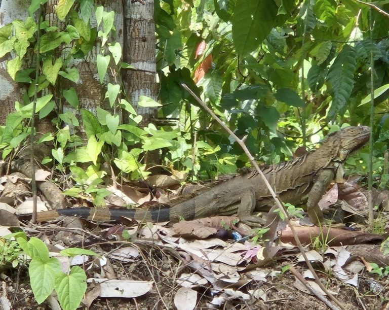 „Los Guatuzos“ ist ein Feuchtgebiet von globaler Bedeutung