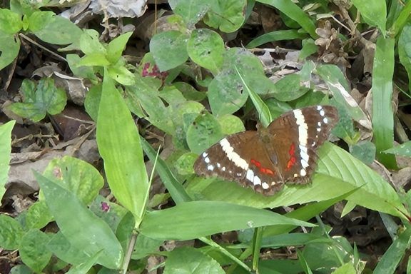 Farbenfrohe und auch große Schmetterling sind reichlich zu bestaunen