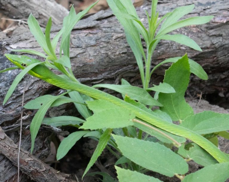 Grüne Rankenschlange Leicht giftig; ich wäre beinahe darauf getreten