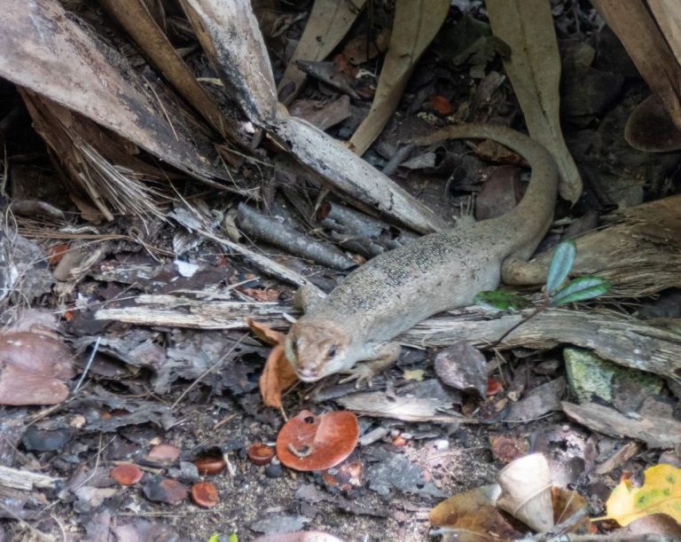 Endemische Echsenart: Telfair-Skink Inzwischen wurden auch auf weiteren Inseln diese Echsenart angesiedelt