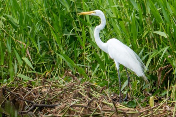 Beim abgebildeten Vogel handelt es sich um einen Silberreiher; sehr elegant und weit verbreitet