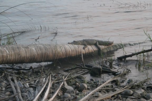 Das Krokodil ist allerdings auch ein junges, kleines 